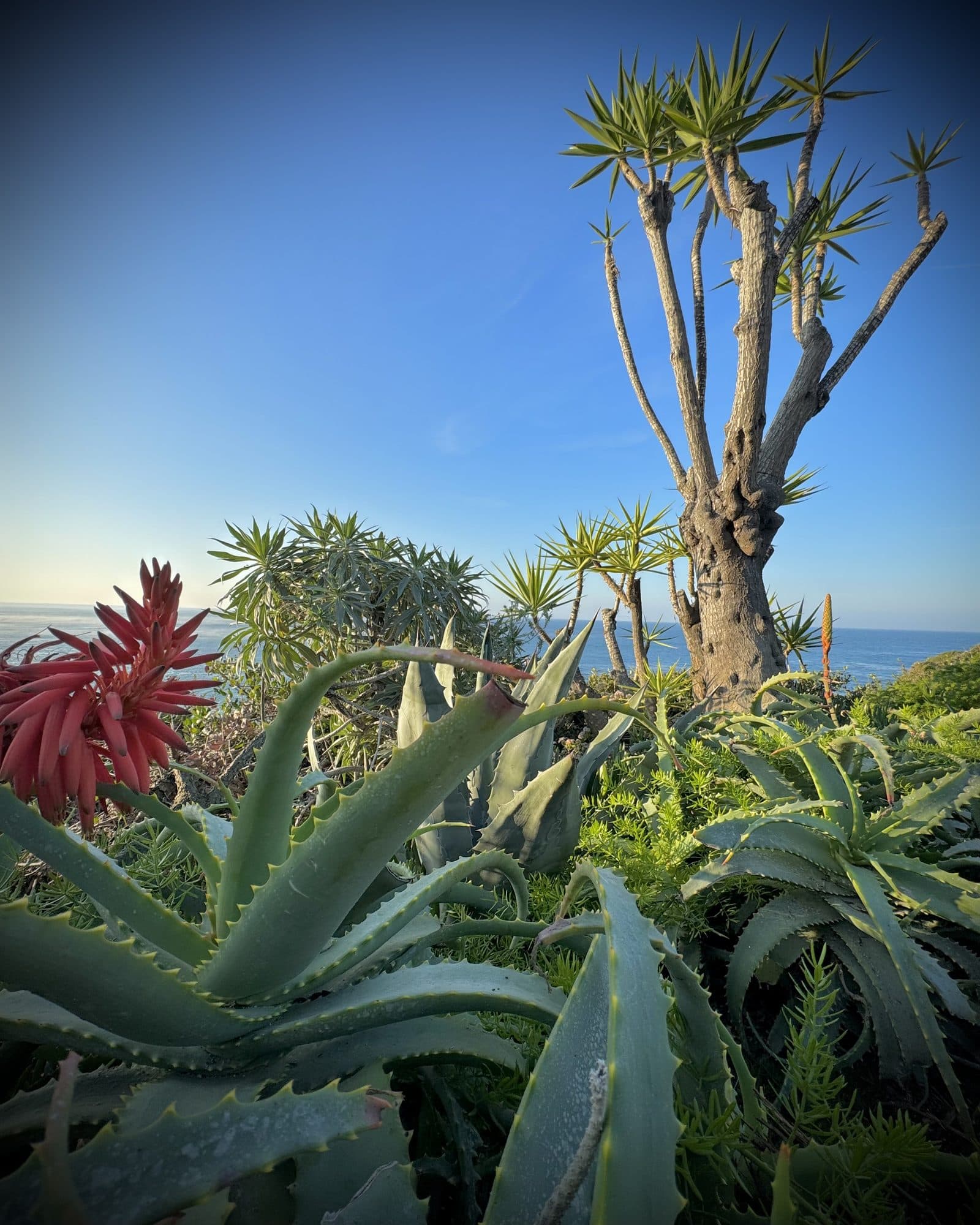 Aloe and yucca on a bluff over the Pacific, red aloe bloom in the foreground